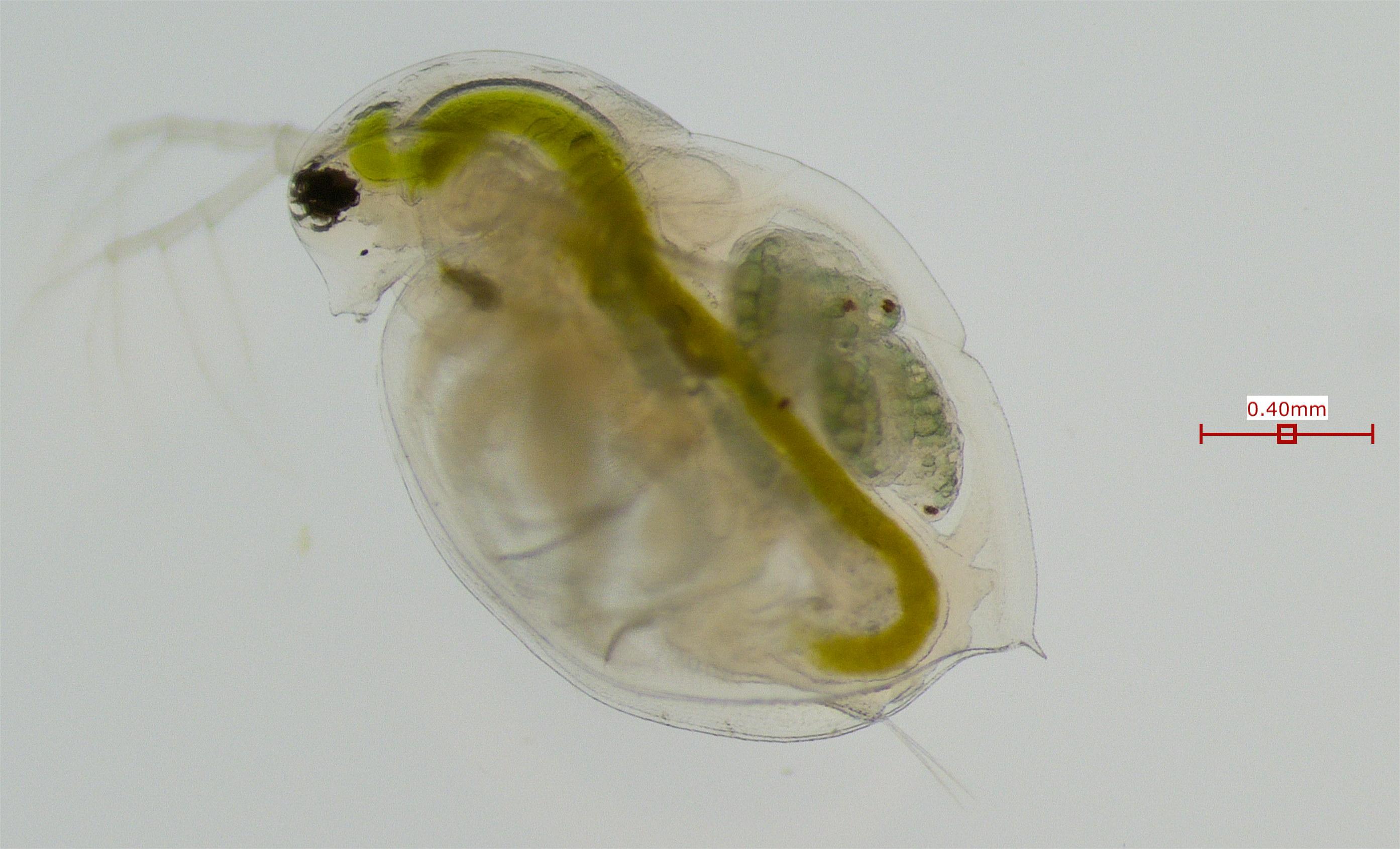 Daphnia pulicaria